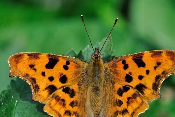 Plant these two stunning flowers in may and watch butterflies flock all summer |