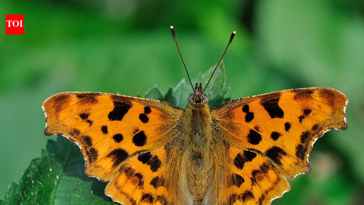 Plant these two stunning flowers in may and watch butterflies flock all summer |