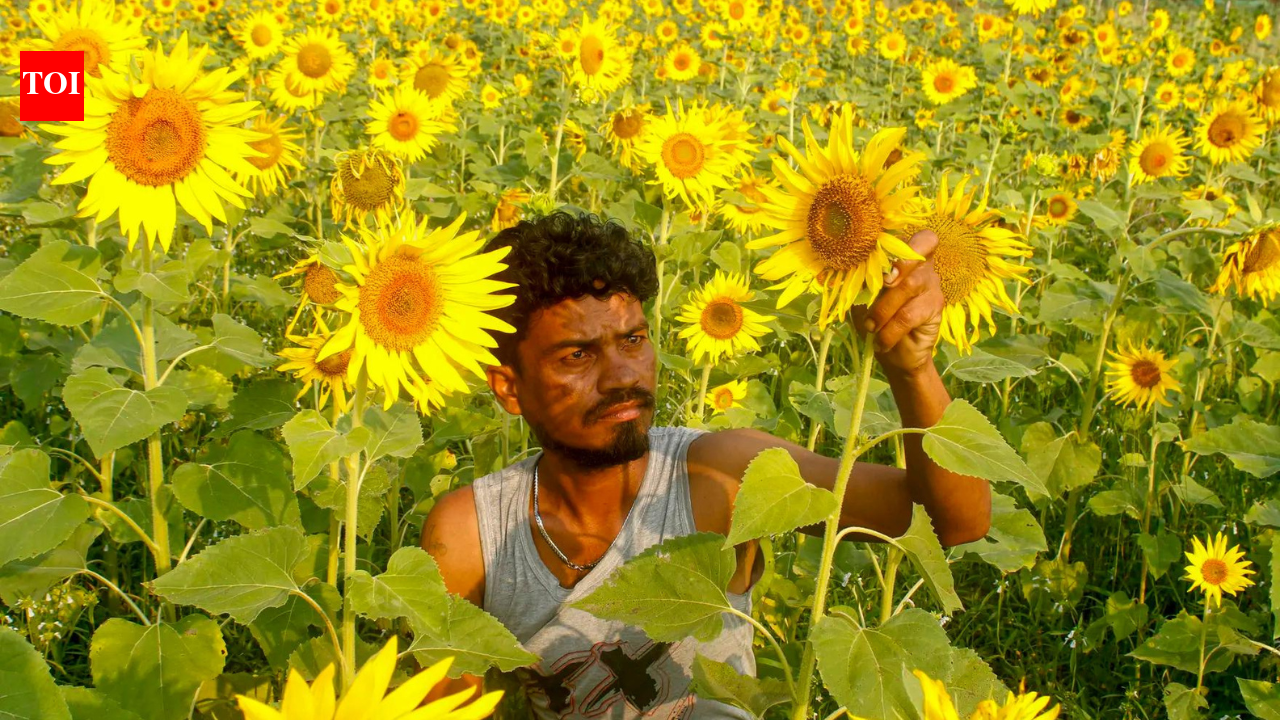 MSP hike for Kharif crops: Cabinet raises support prices for 14 crops, sunflower and cotton see biggest jump