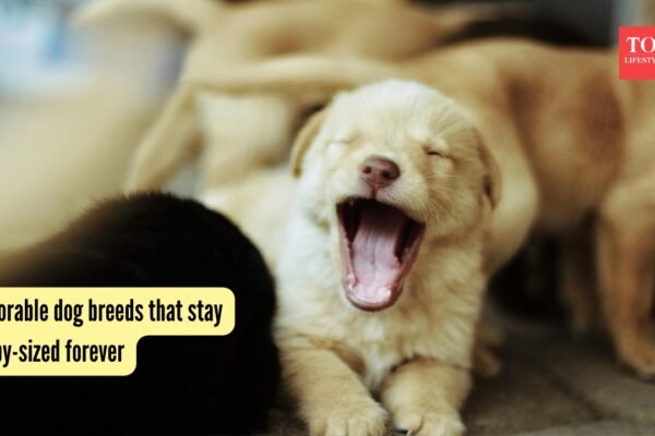 5 adorable dog breeds that stay puppy-sized forever