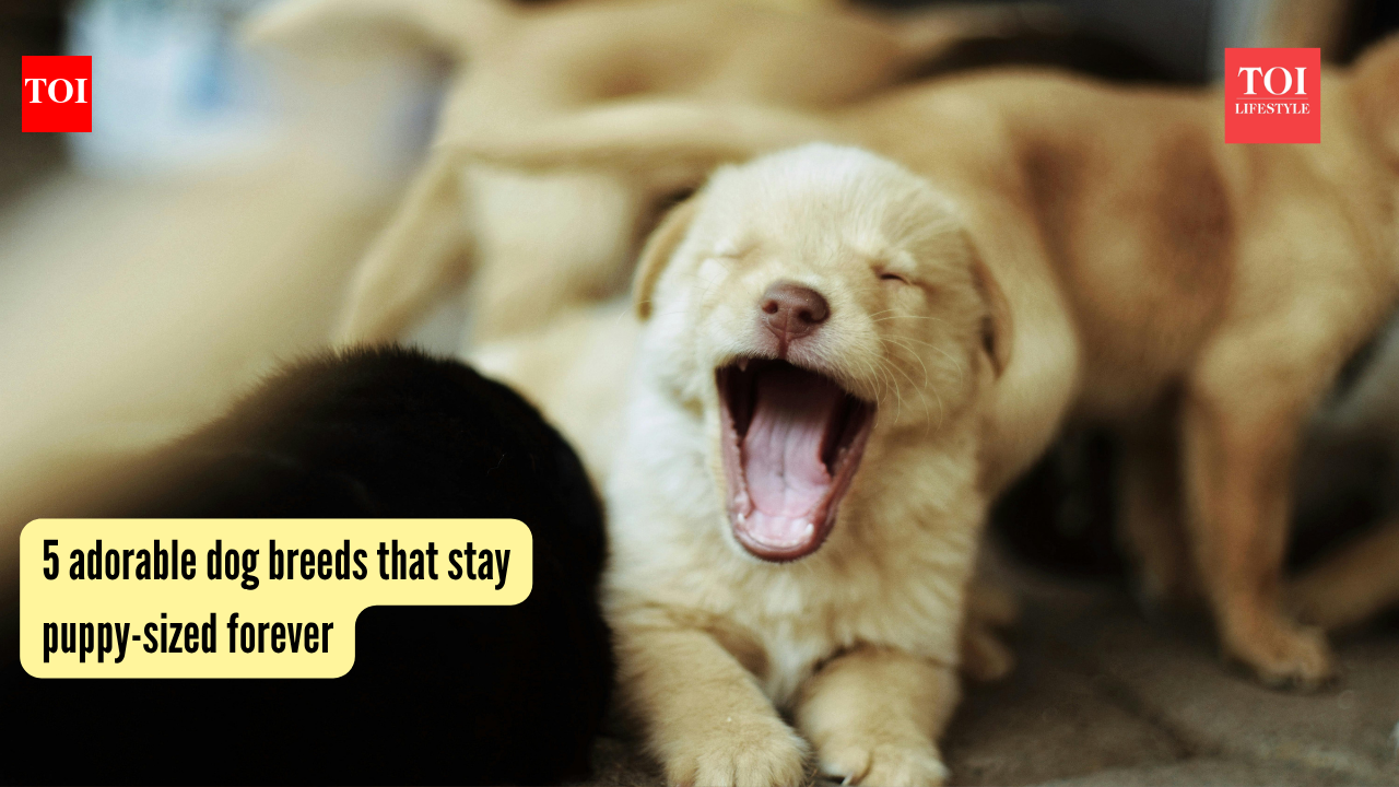 5 adorable dog breeds that stay puppy-sized forever