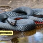 5 most alluring grey snakes in the world