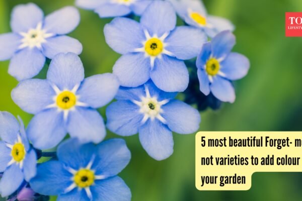 5 most beautiful Forget- me- not varieties to add colour to your garden