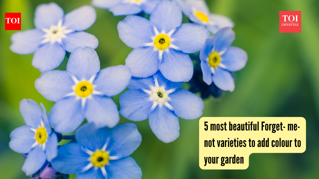 5 most beautiful Forget- me- not varieties to add colour to your garden
