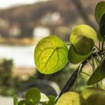 Scientists uncover hidden Voronoi patterns inside Chinese money plant leaves