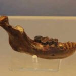 Ancient jawbone linked to neither Neanderthals nor humans may rewrite human origin story |