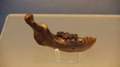 Ancient jawbone linked to neither Neanderthals nor humans may rewrite human origin story |