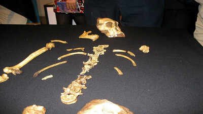 In 2008, a nine-year-old boy chasing his dog tripped over a rock and found a lost ancestor of the human race |