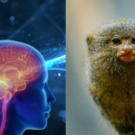 Chinese scientists find a “human speech circuit” in monkey brains and it could change speech therapy forever