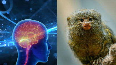 Chinese scientists find a “human speech circuit” in monkey brains and it could change speech therapy forever