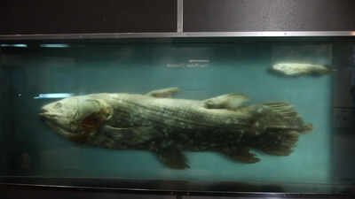 In 1938, a dockside sorting project took a bizarre turn when a worker pulled a 66-million-year-old ‘extinct’ legend from the daily catch