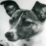 In 1957, a Moscow stray dog was sent into orbit, and her lonely flight paved the way for human space travel |