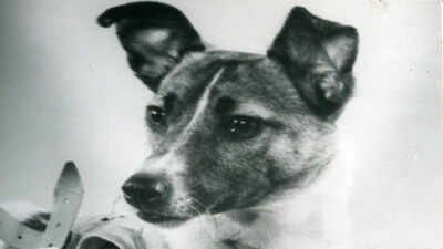 In 1957, a Moscow stray dog was sent into orbit, and her lonely flight paved the way for human space travel |