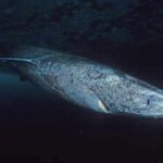 Scientists say this 'sleepy' shark may be the oldest living vertebrate on Earth |