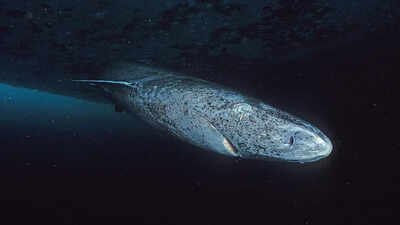 Scientists say this 'sleepy' shark may be the oldest living vertebrate on Earth |