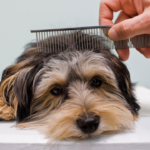 6 simple tips to keep your pet safe during extreme heatwave