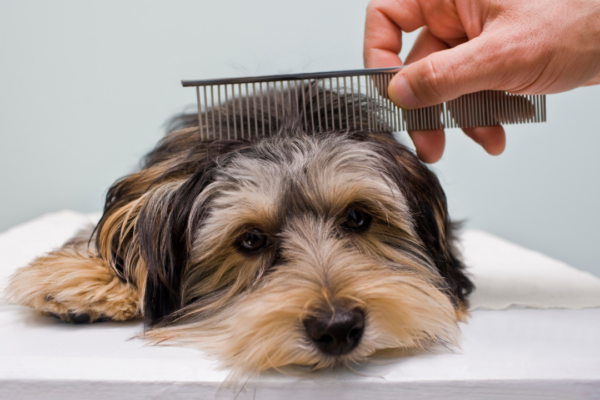 6 simple tips to keep your pet safe during extreme heatwave