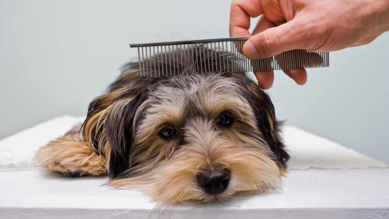 6 simple tips to keep your pet safe during extreme heatwave