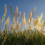 These plants are banned from being grown in US gardens