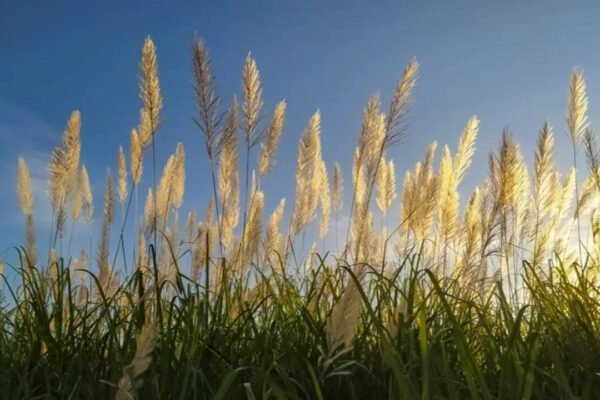 These plants are banned from being grown in US gardens