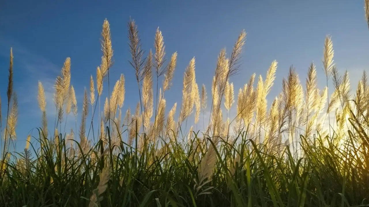 These plants are banned from being grown in US gardens