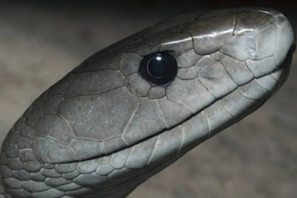 How to identify a Black mamba snake in your home and garden