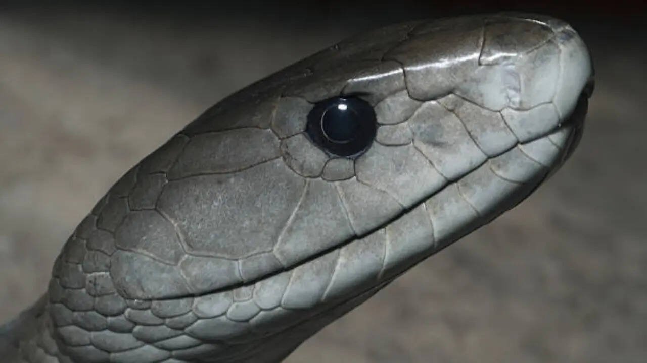 How to identify a Black mamba snake in your home and garden