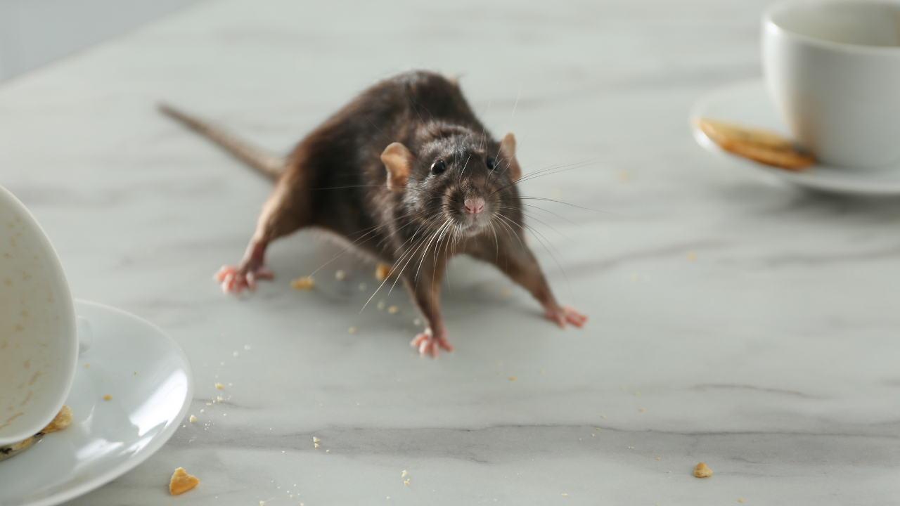 Can common mice found in homes and gardens spread hantavirus