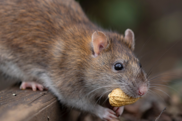 Simple ways to smartly keep rats out of your house