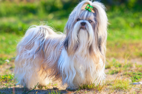 5 elegant dog breeds that were part of royal families