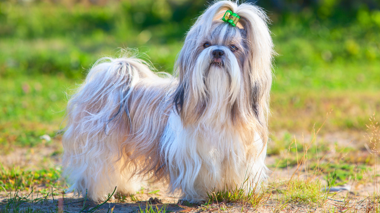 5 elegant dog breeds that were part of royal families
