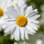 5 stunning flowering plants that can cause Hay Fever