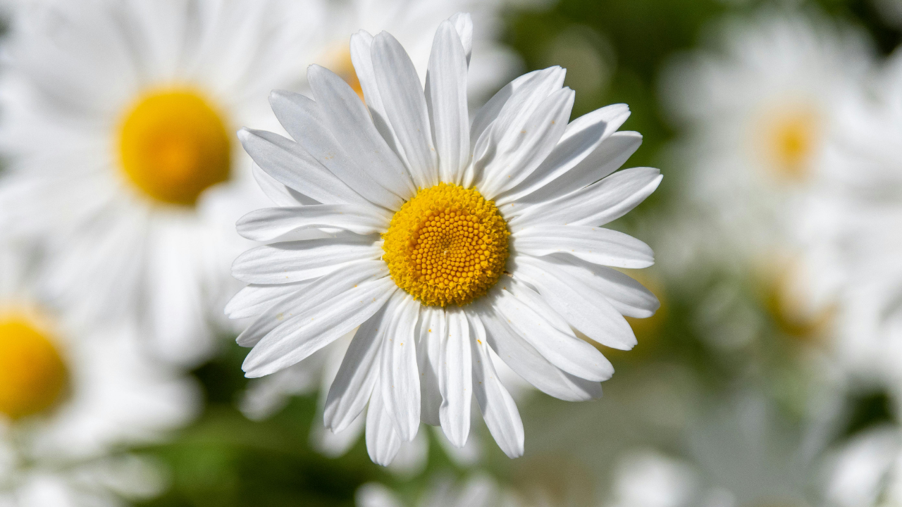 5 stunning flowering plants that can cause Hay Fever