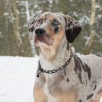 5 interesting dog breeds native to the US