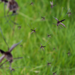 5 ways to prevent mosquitoes from biting you and keep them away from home