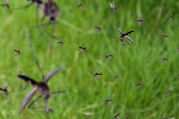 5 ways to prevent mosquitoes from biting you and keep them away from home