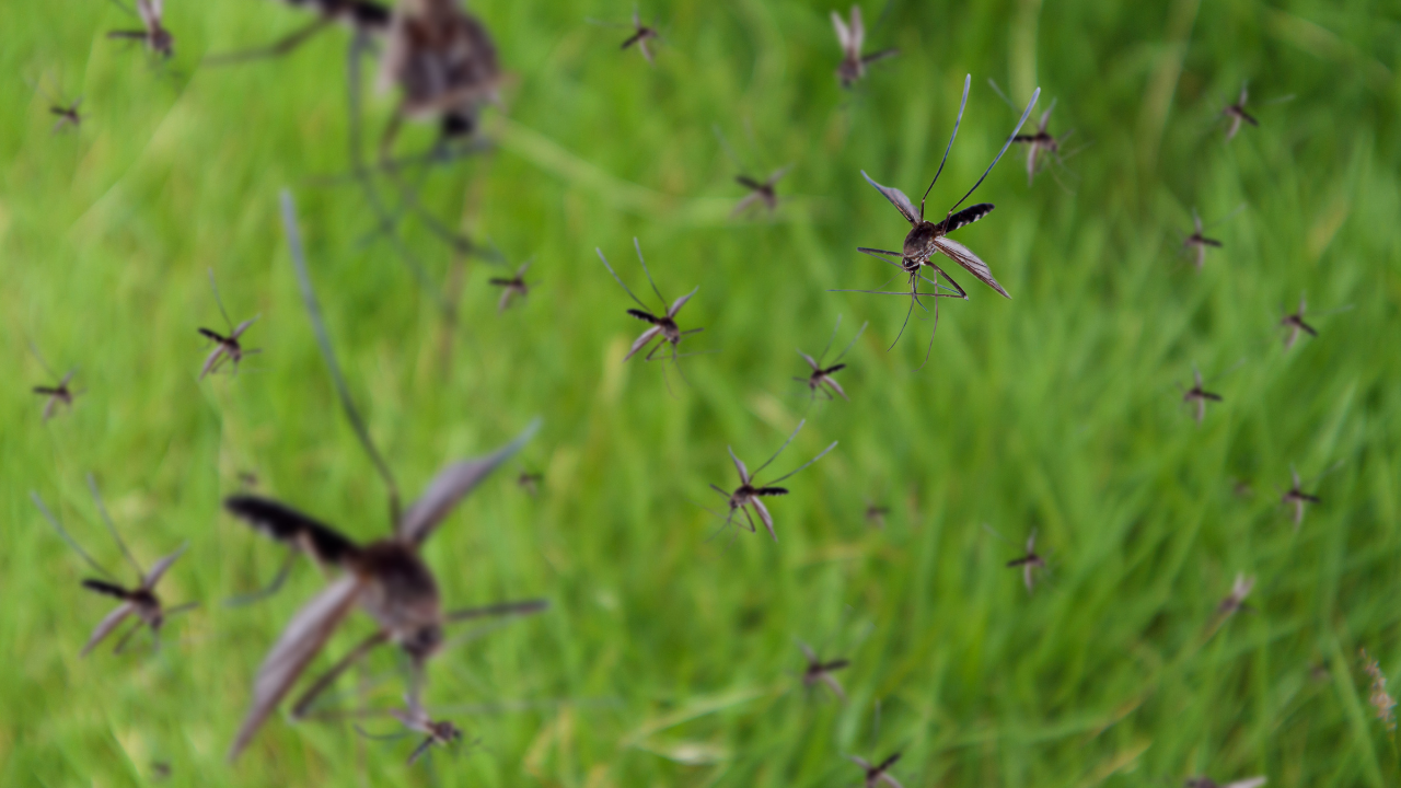 5 ways to prevent mosquitoes from biting you and keep them away from home