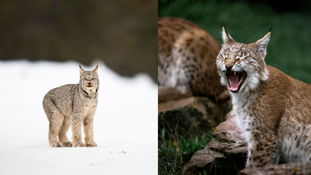 Can you actually tell the difference between two similar-looking cats?