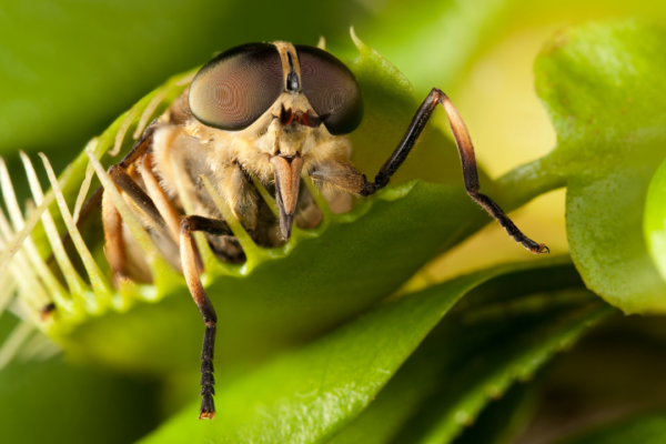 5 effective ways to keep house flies away from home and prevent yourself from falling sick