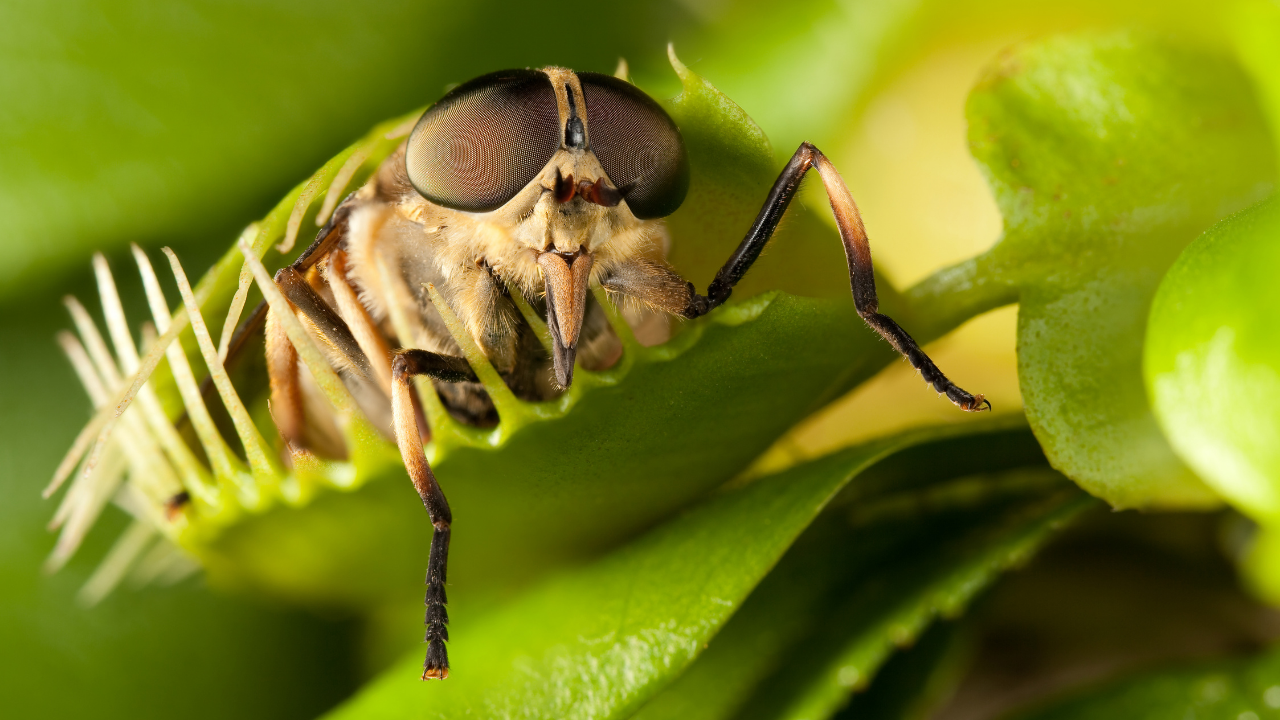 5 effective ways to keep house flies away from home and prevent yourself from falling sick