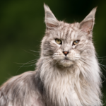5 cat breeds that look majestic and regal
