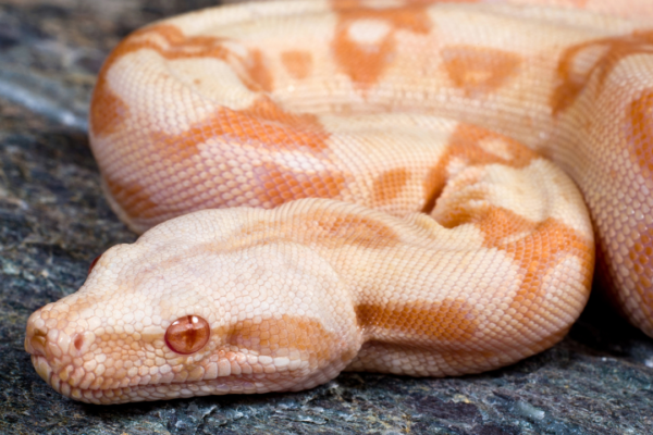 5 most amazing pink snakes found across the world