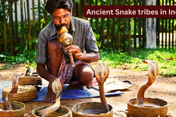 Famous snake tribes of India and why they fascinate travellers from the world over