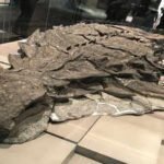 Beyond the bone: The rare "dinosaur mummy" uncovered in Alberta |