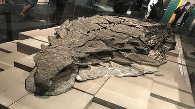 Beyond the bone: The rare "dinosaur mummy" uncovered in Alberta |