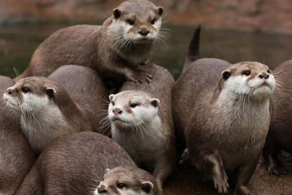 5 rare wild animals you can spot in national parks of the USA |