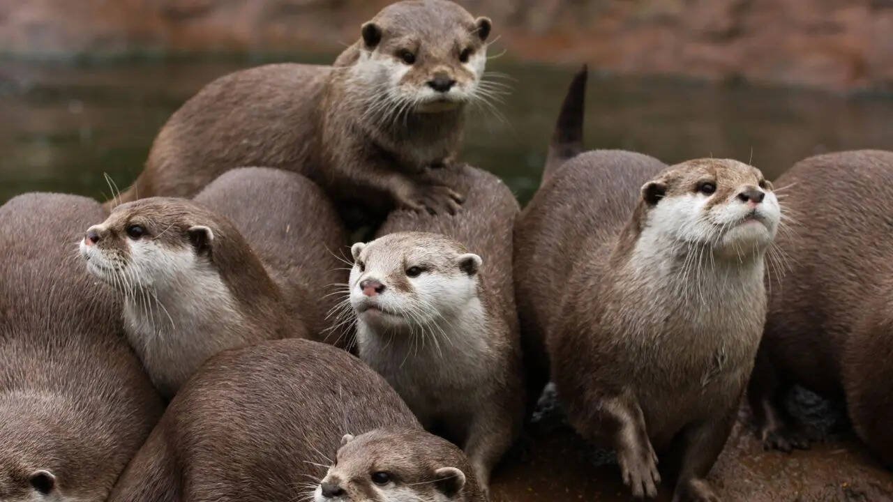 5 rare wild animals you can spot in national parks of the USA |