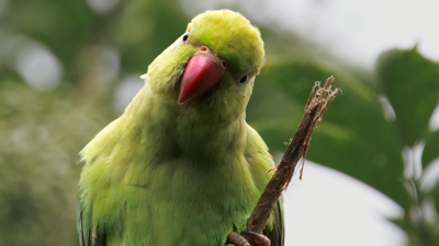 Science reveals it’s a good sign of change in the local environment