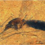Biological gold: The 46-million-year-old mosquito caught red-handed with a belly full of blood |