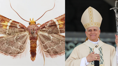 Pyralis papaleonei: Why scientists named this newly discovered moth after Pope Leo XIV |